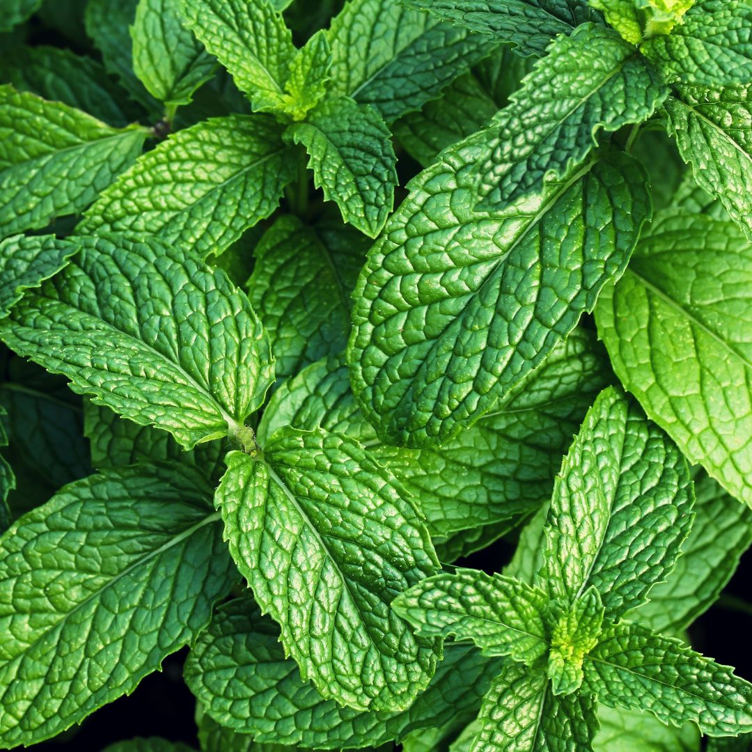 Mint Leaves - 50 gms