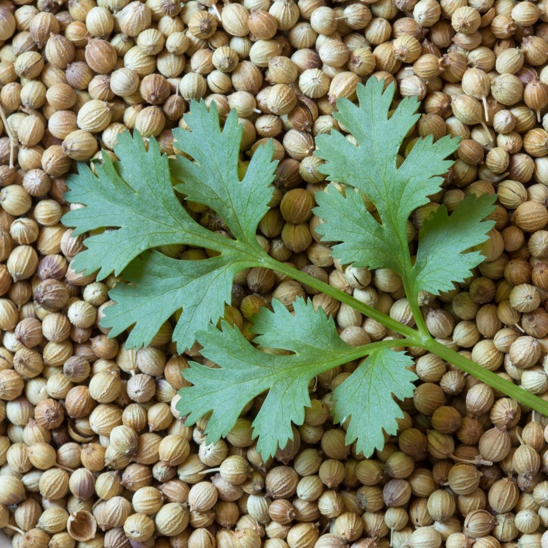 Dhaniya / Corriander (Whole) - 100 GMs