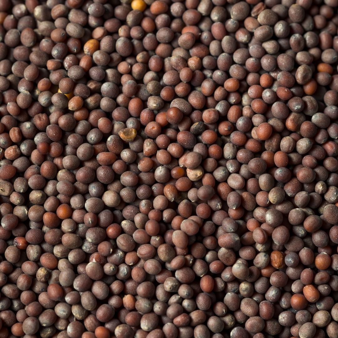 Mustard Seeds- 100 gms