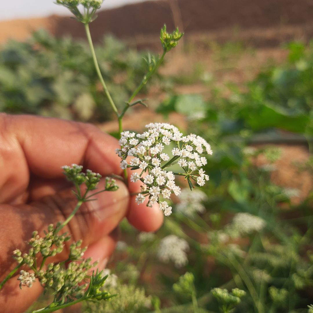 Ajwain / Carom Seed - 100 gms